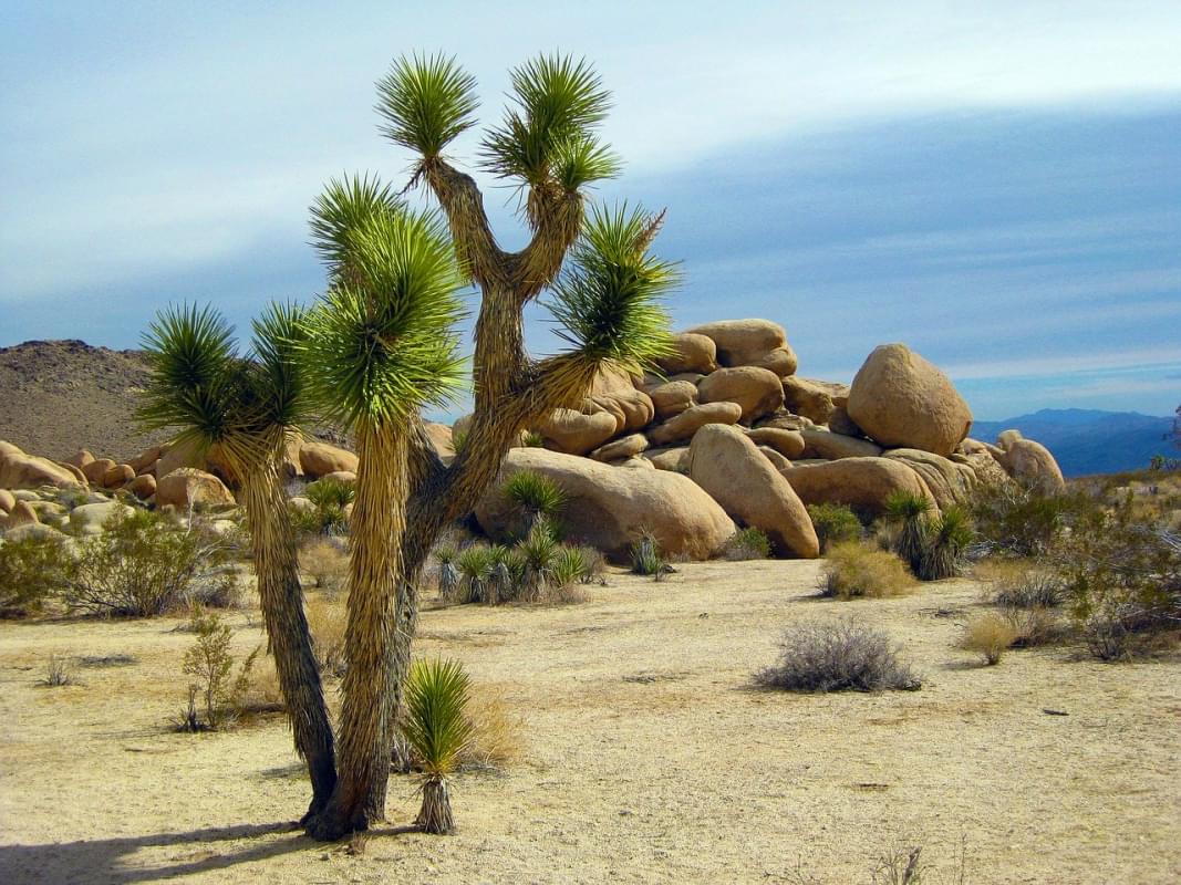 joshua tree albero park