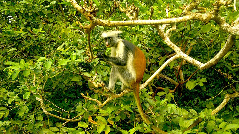 jozani forest zanzibar monkey