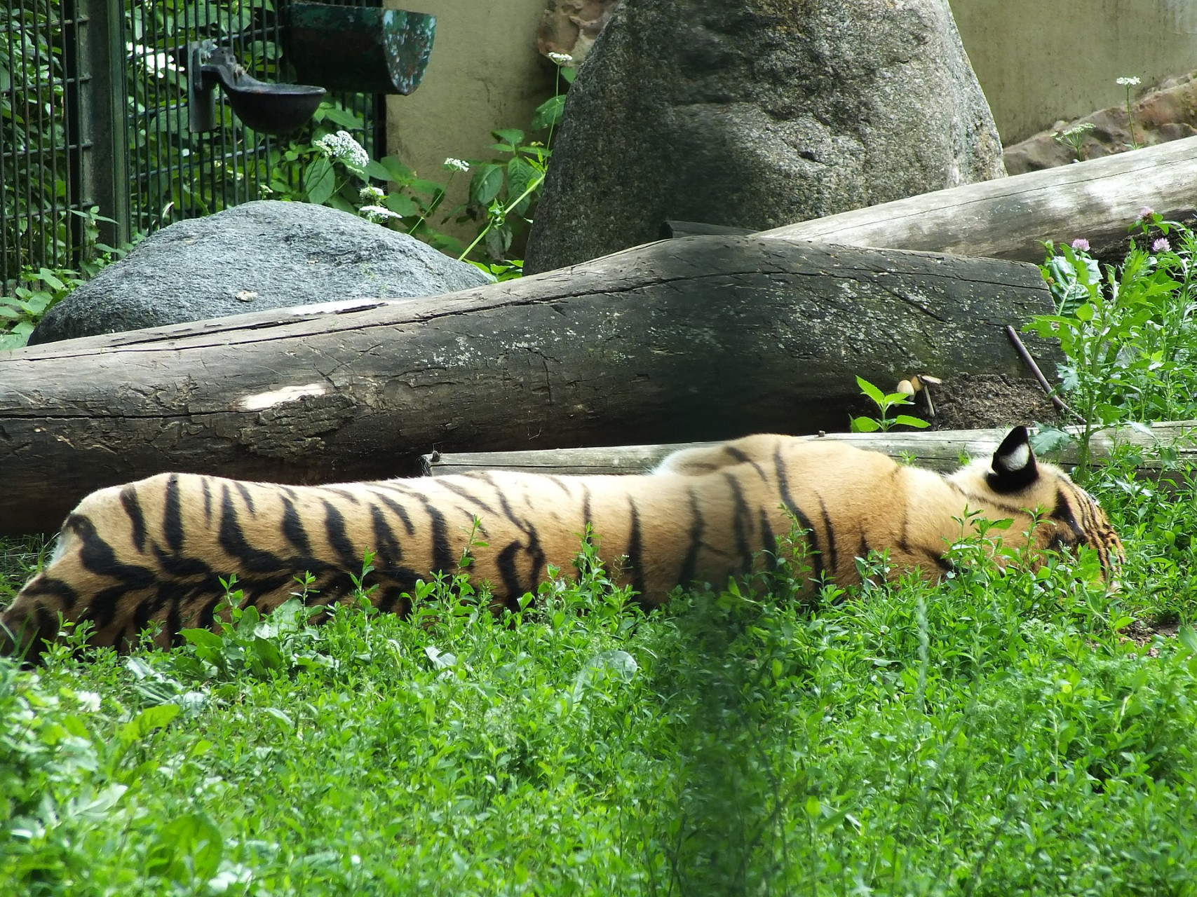 Animali e aree verdi all'interno dello Zoo della Lituania situato a Kaunas.