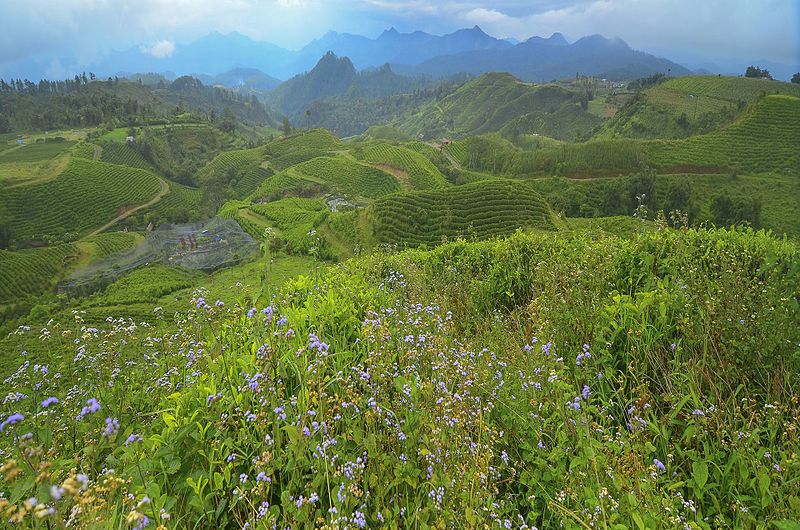 kebun teh malino