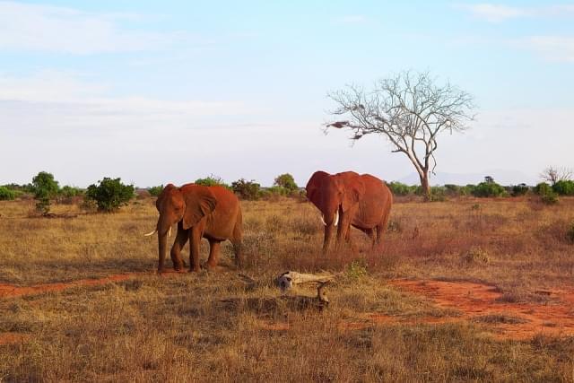 kenia tsavo safari natura