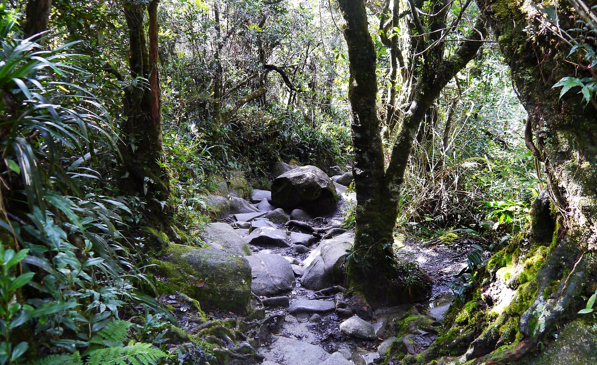 kinabalu cloudforest