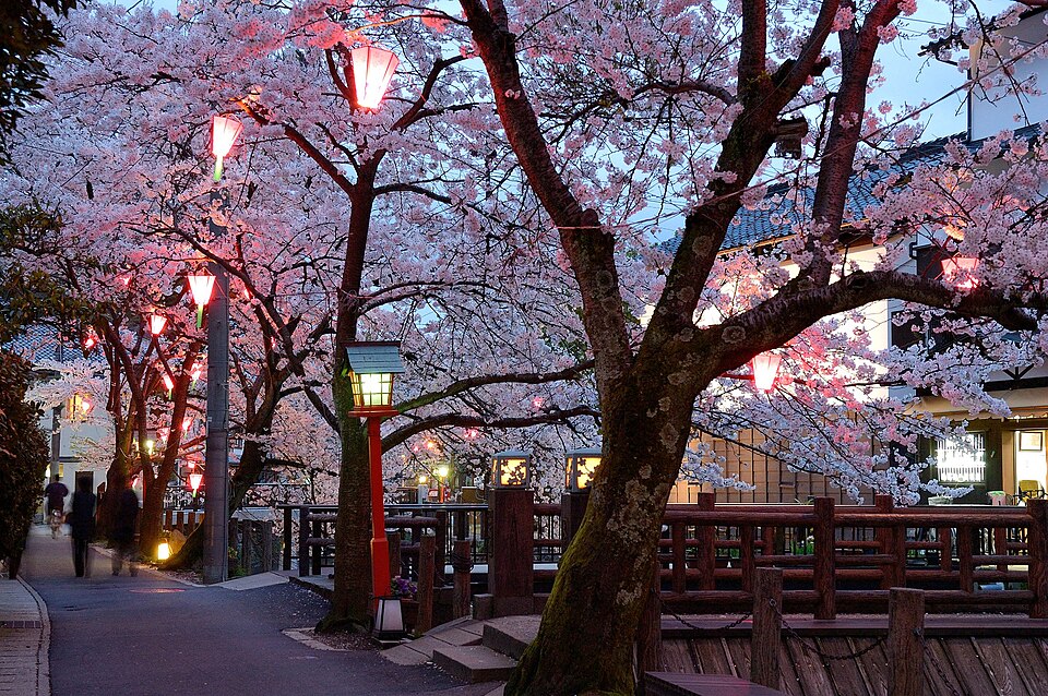 kinosaki onsen cherry blossoms