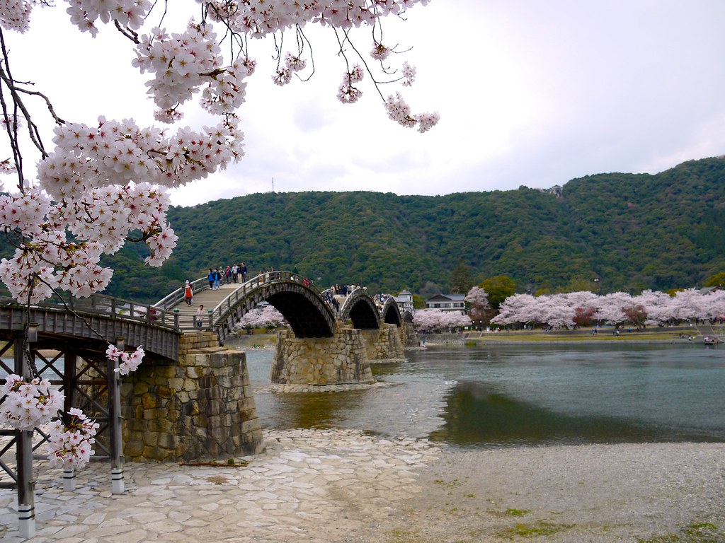 kintai kyo bridge and kikko park iwakuni on a rainy day during cherry 