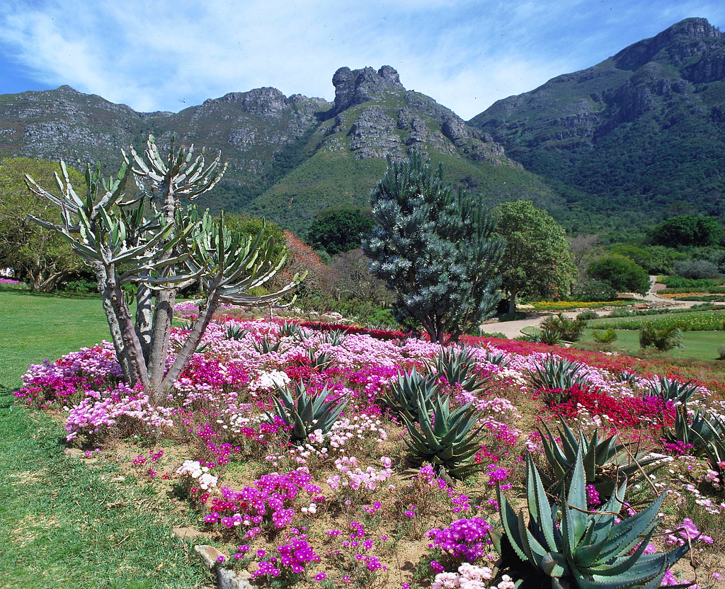 kirstenbosch gardens south africa