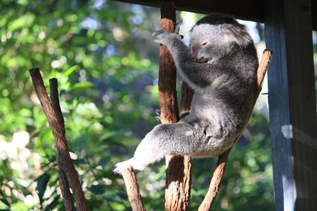 koala sanctuary brisbane