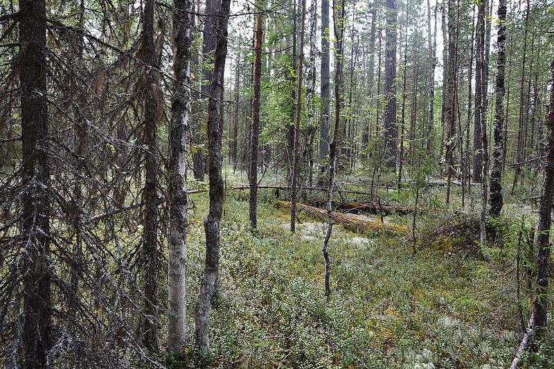 Foresta vergine di Komi, Russia