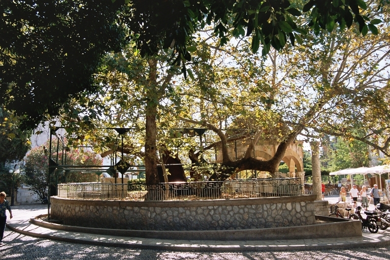 kos albero di ippocrate