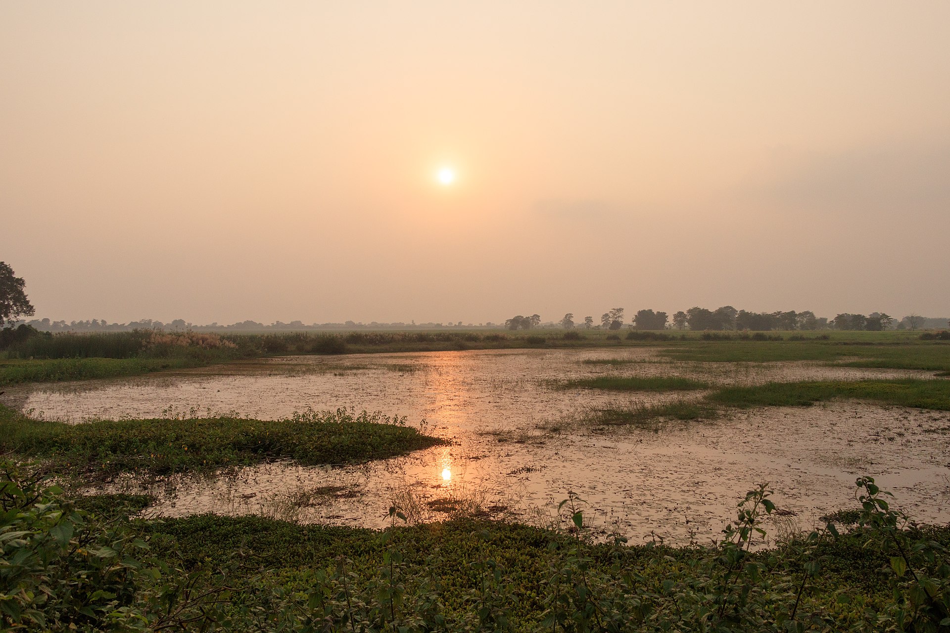 koshi tappu wildlife reserve 1202