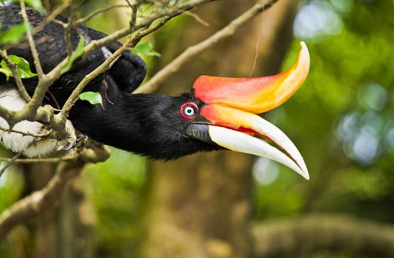 kuala lumpur bird park 1