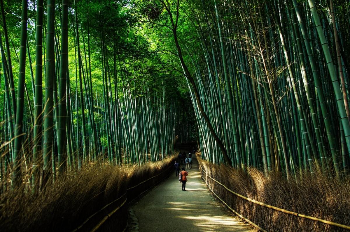 kyoto giappone naturale bamba