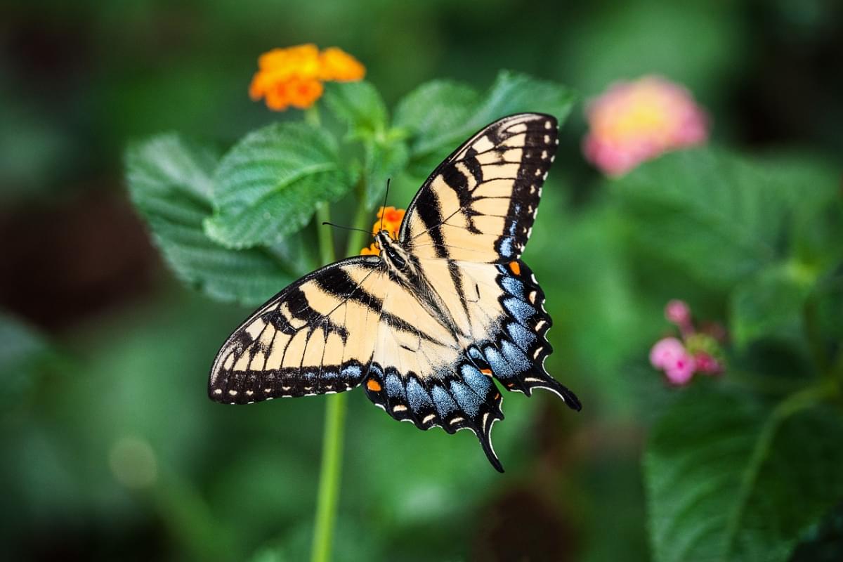 la farfalla ali fiori impollinare 1