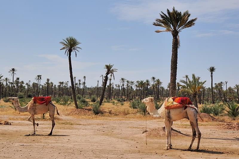 la palmeraie de marrakech 701