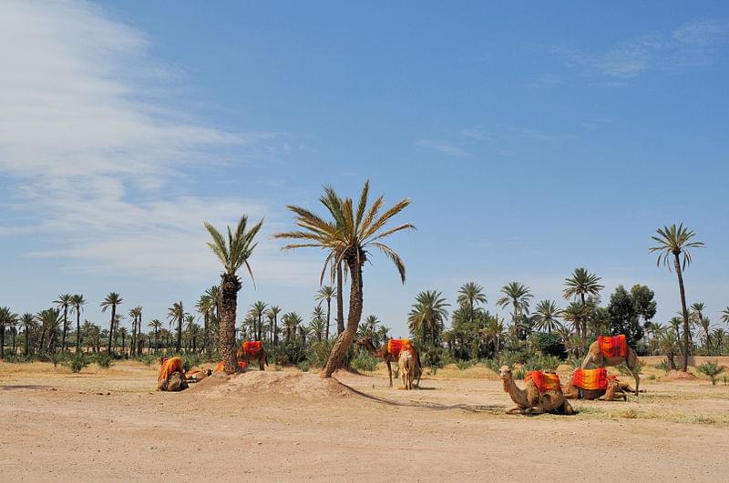 la palmeraie de marrakech