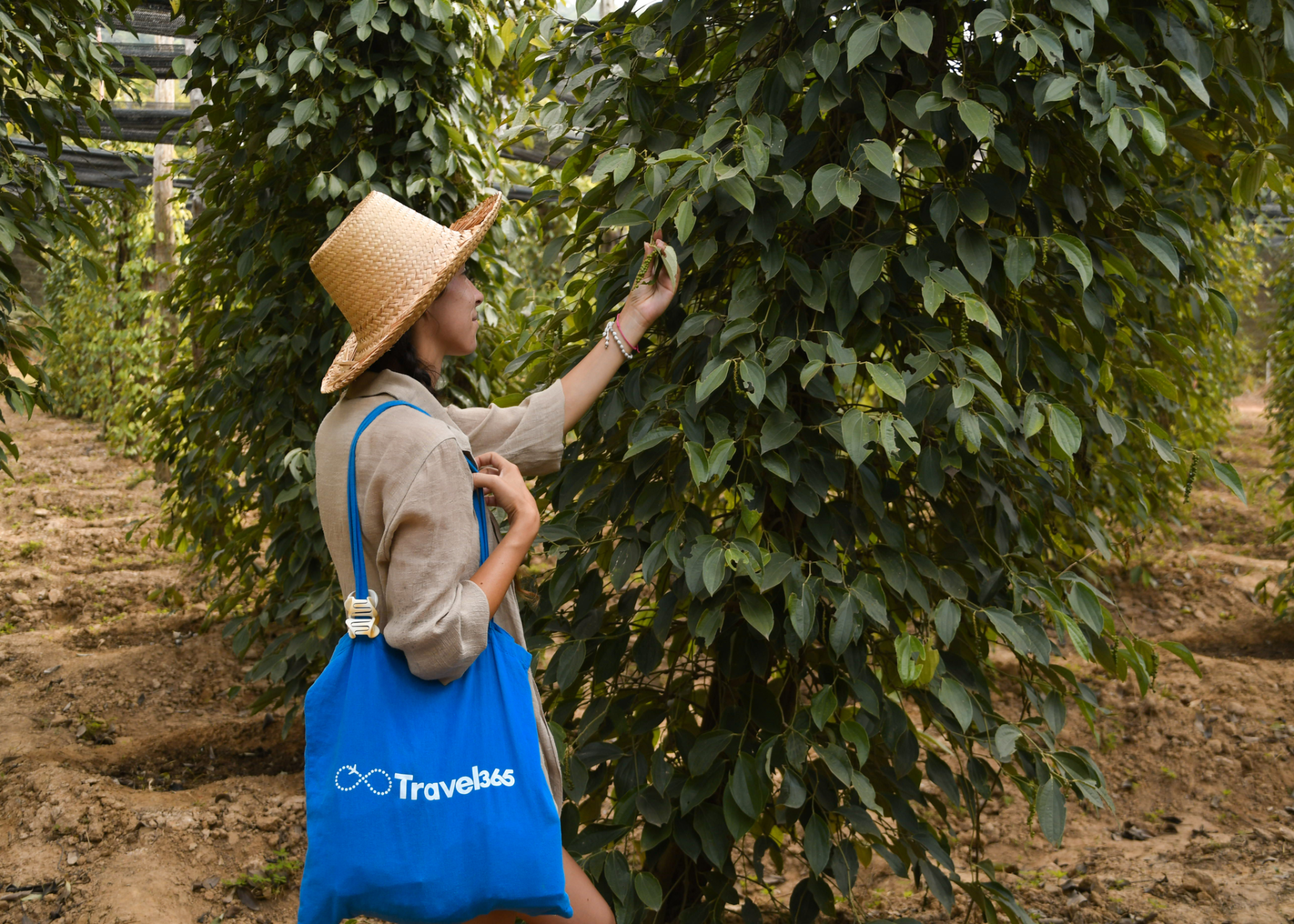 la plantation kampot