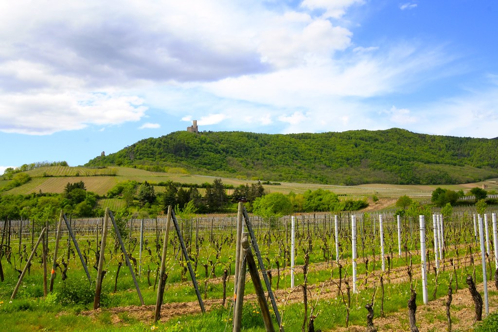 la route des vins en alsace