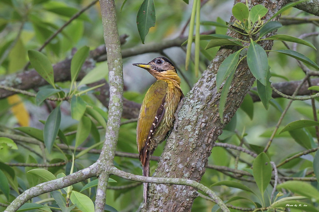 laced woodpecker