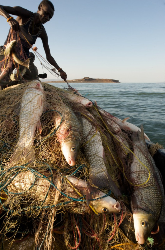 lake turkana bringing in nets photo by patrick dugan 2009
