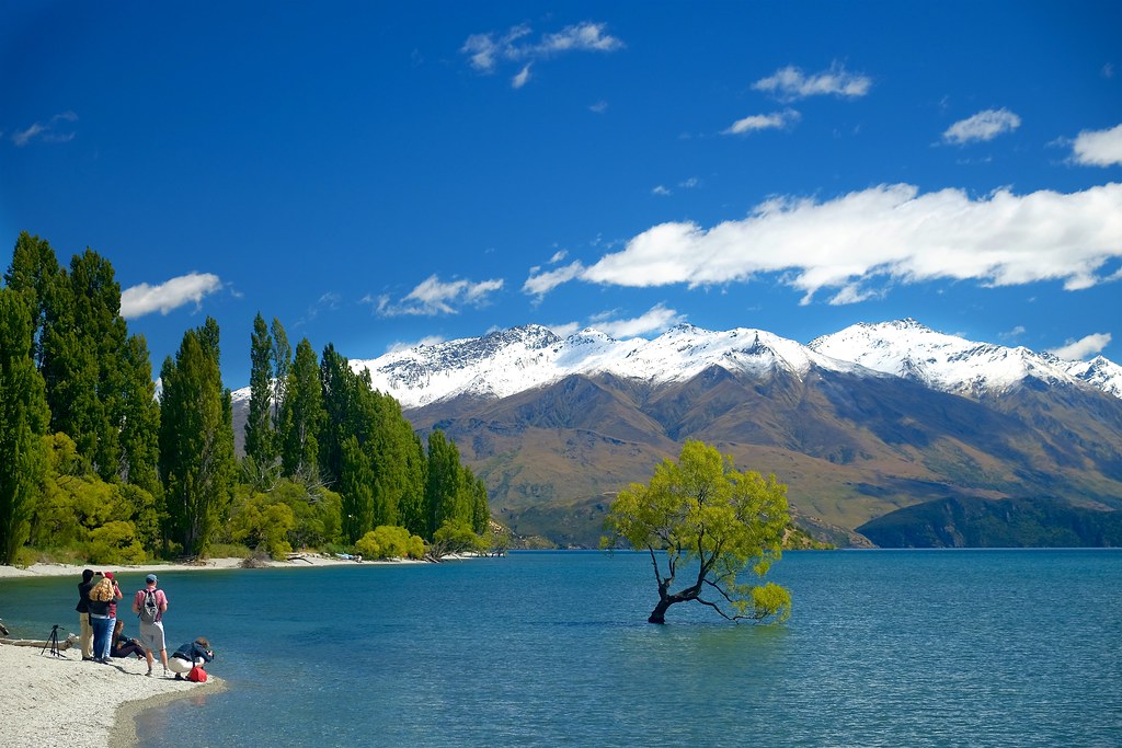 lake wanaka and tree in summer