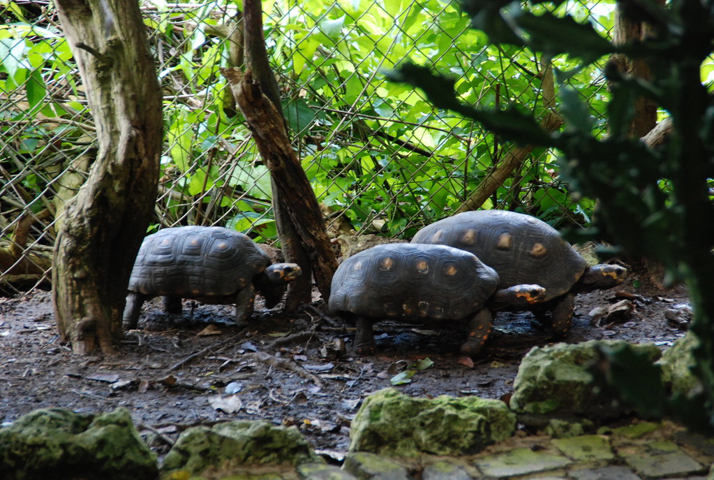 land turtles at the barbados wildlife reserve
