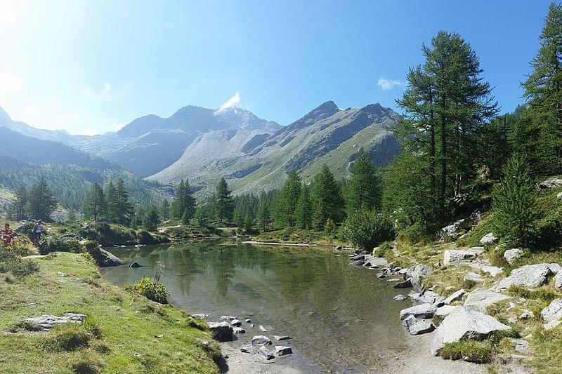 larix decidua forest lago d arpy morgex valle d aosta italy