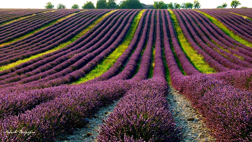 lavanda della provenza