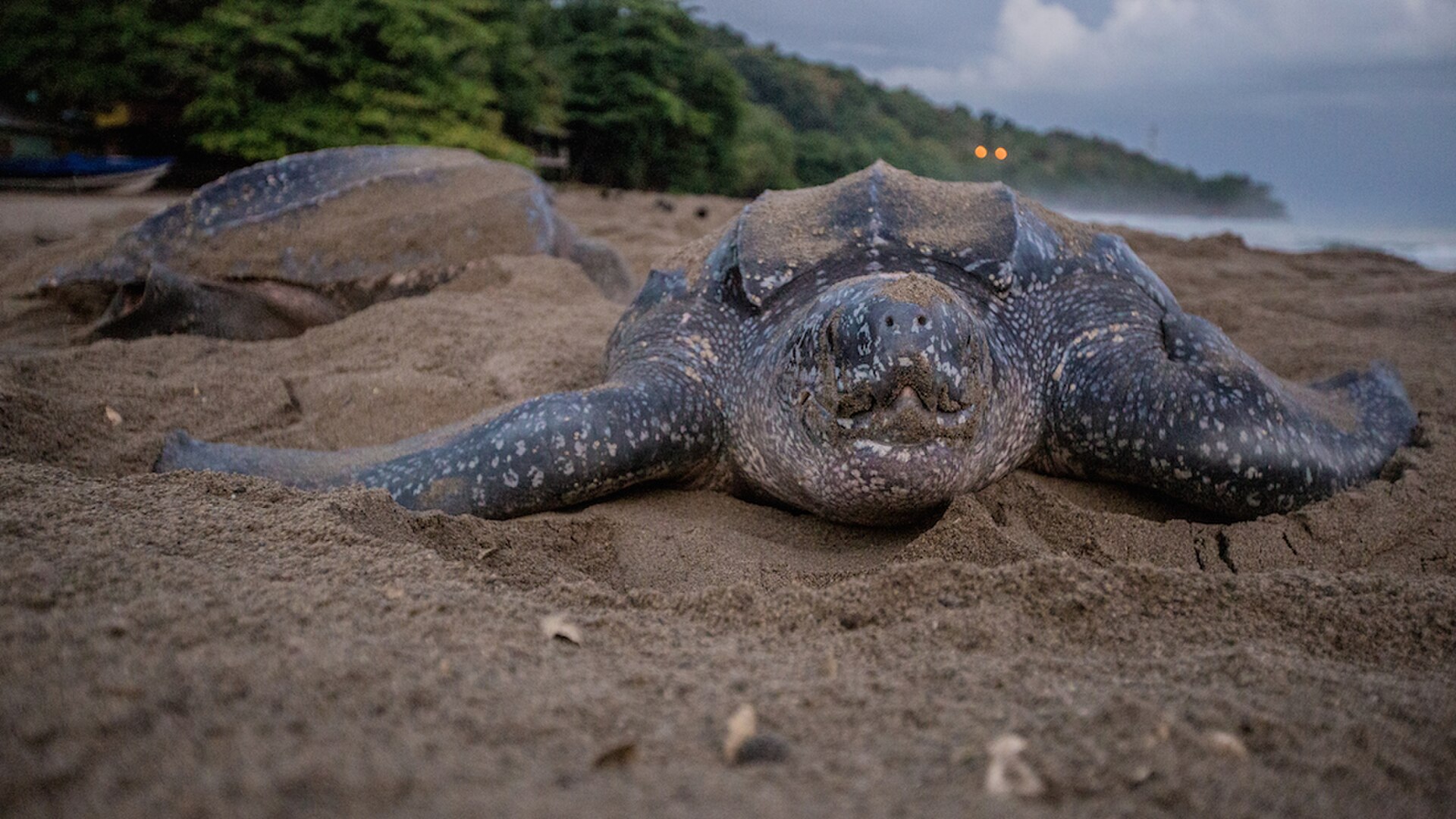 leatherback turtle nesting on a beach in grande riviere