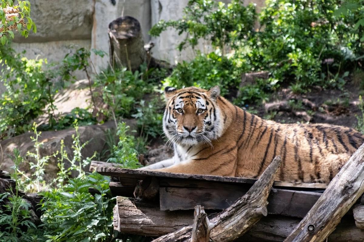 leipzig zoo animali