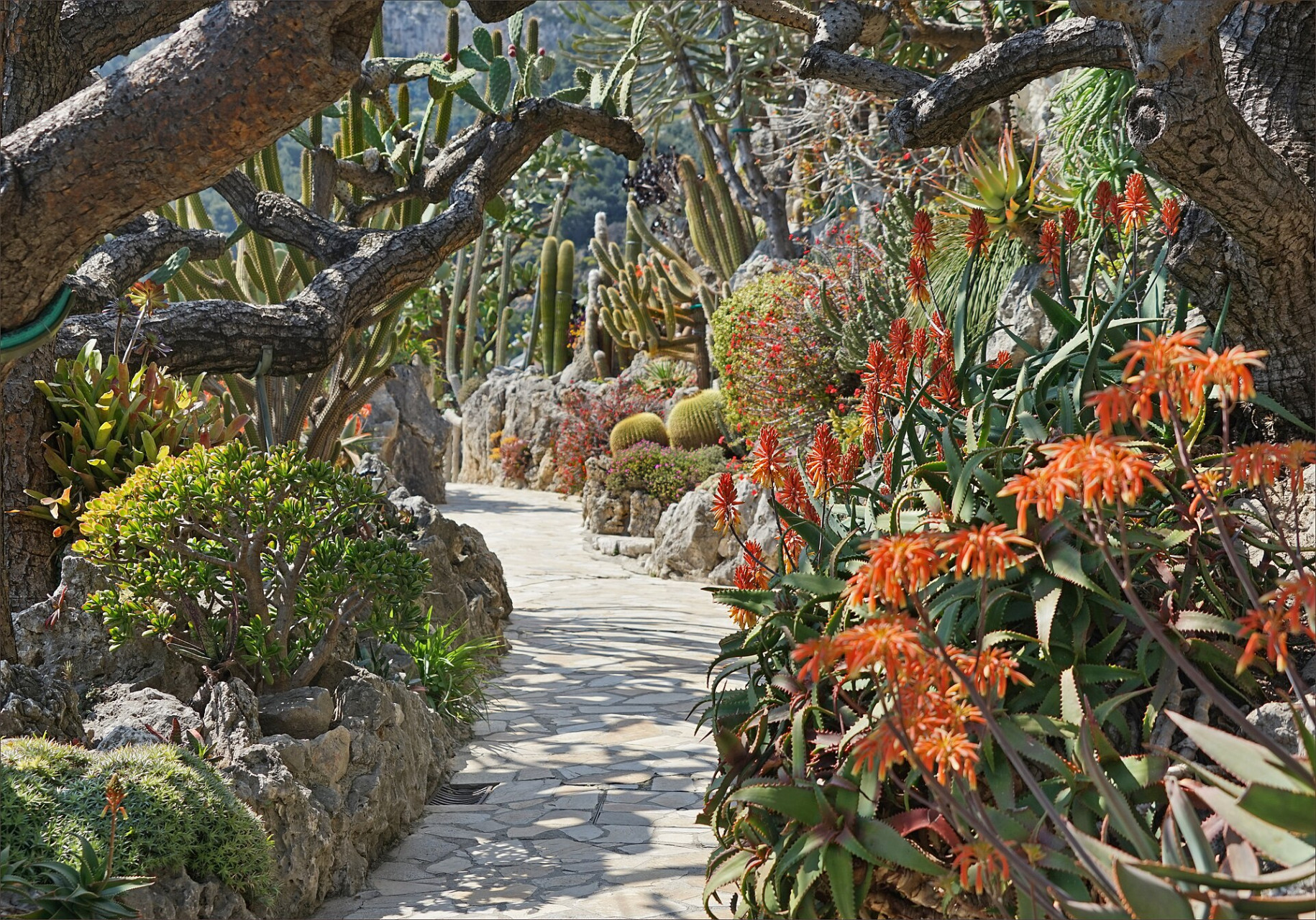 lejardinexotiquedemonaco 47624110281
