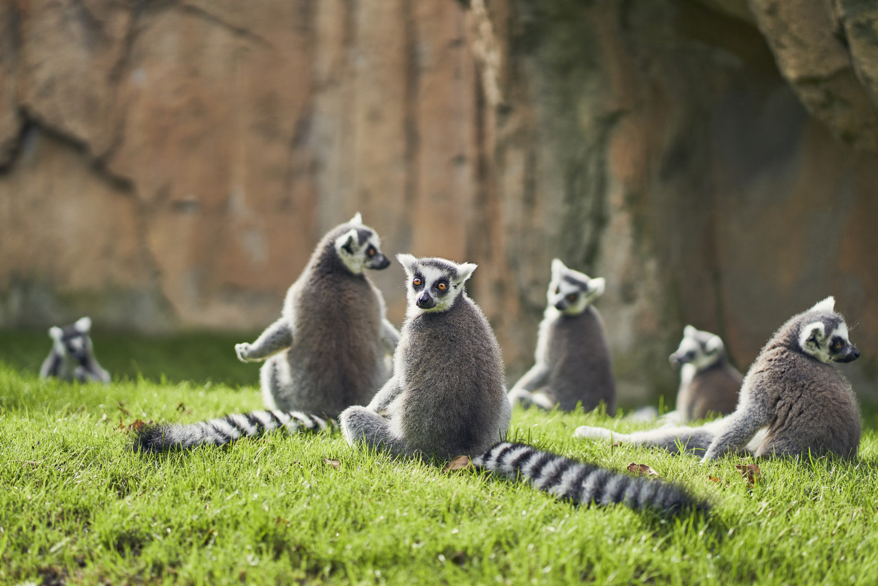 lemurs sunbathing valencia s bioparc