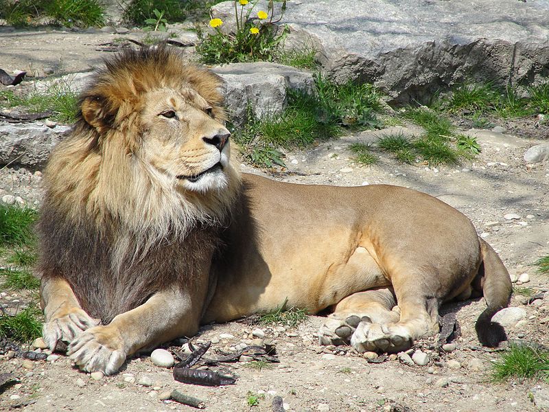 leone allo zoo di lione
