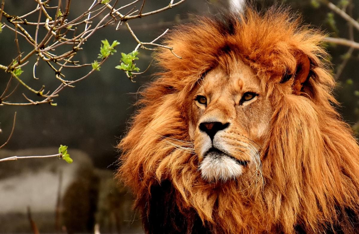 leone animale mammifero predatore