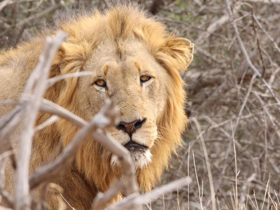 /foto/leone kruger sud africa