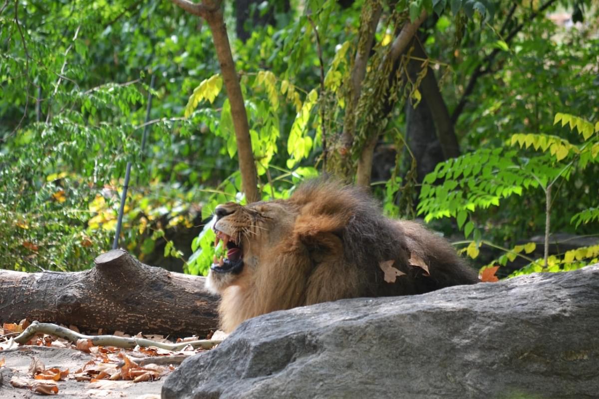 leone zoo del bronx