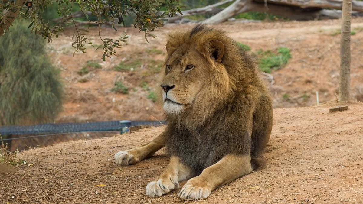 leone zoo di werribee melbourne