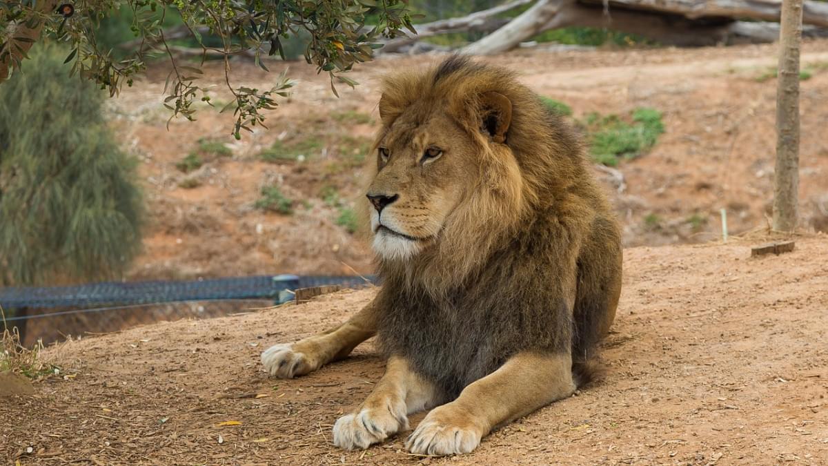 leone zoo di werribee melbourne