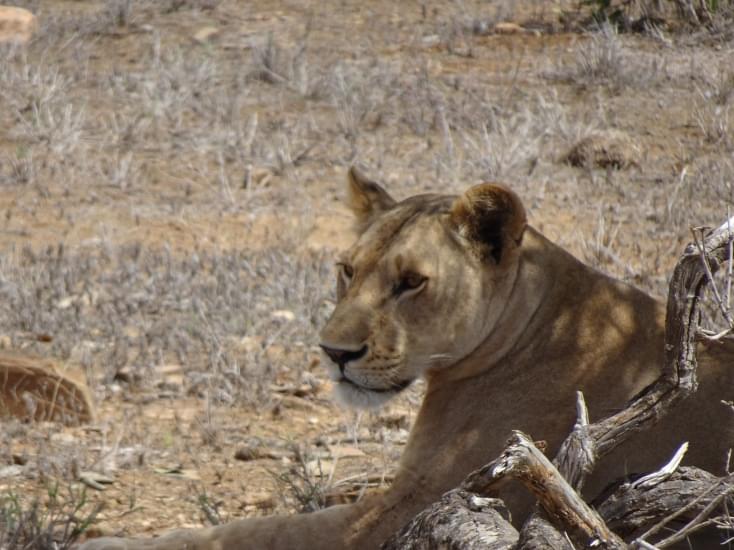 leonessa tsavo national park 1