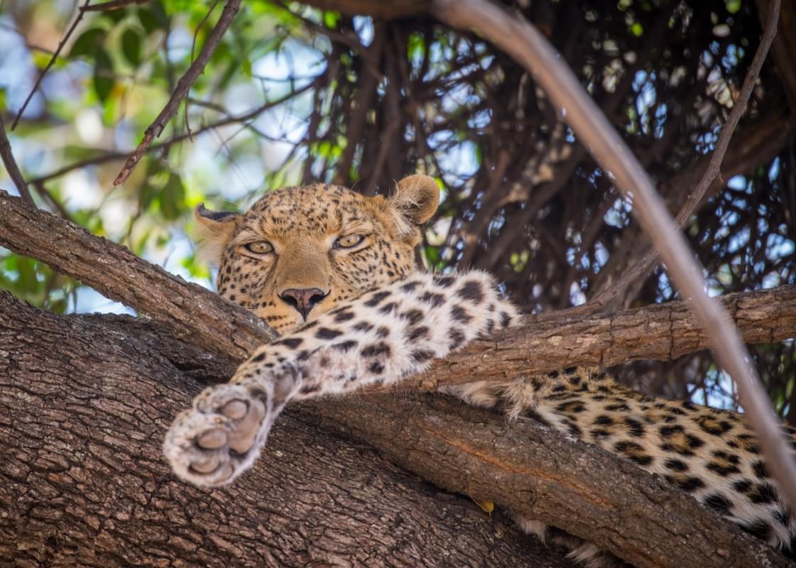 Leopardo Albero Femminile Riposo