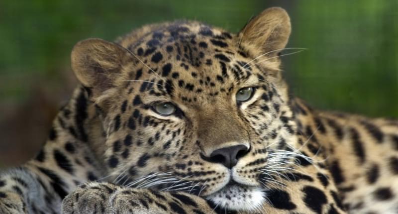 Leopardo di Amur