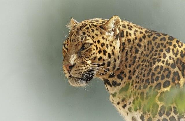 leopardo parco nazionale serengeti