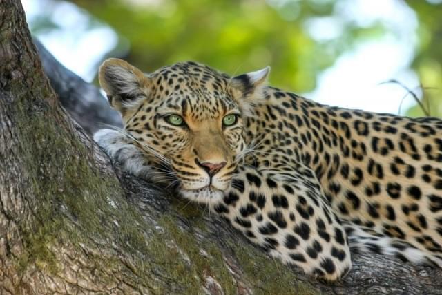 leopardo parco nazionale yala sri lanka