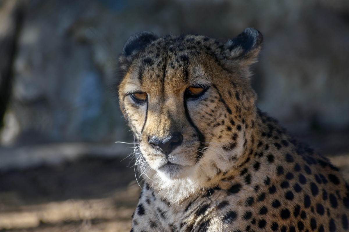 leopardo san diego animale zoo cat