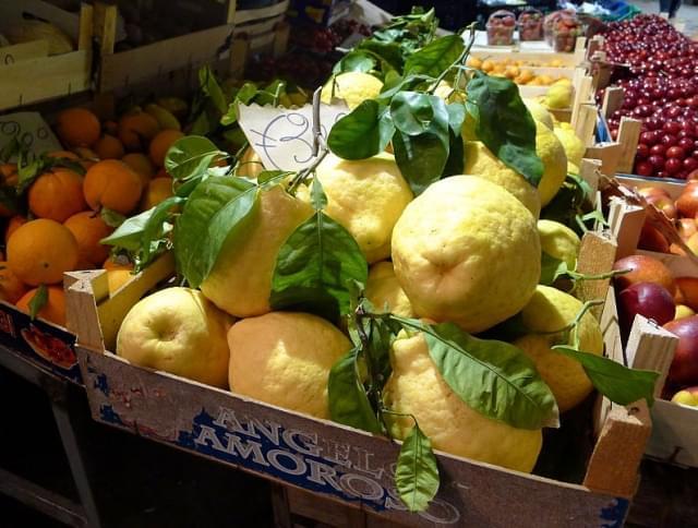 limoni di sorrento