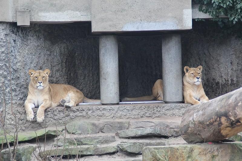 lions at amsterdam zoo artis 26211632291 1