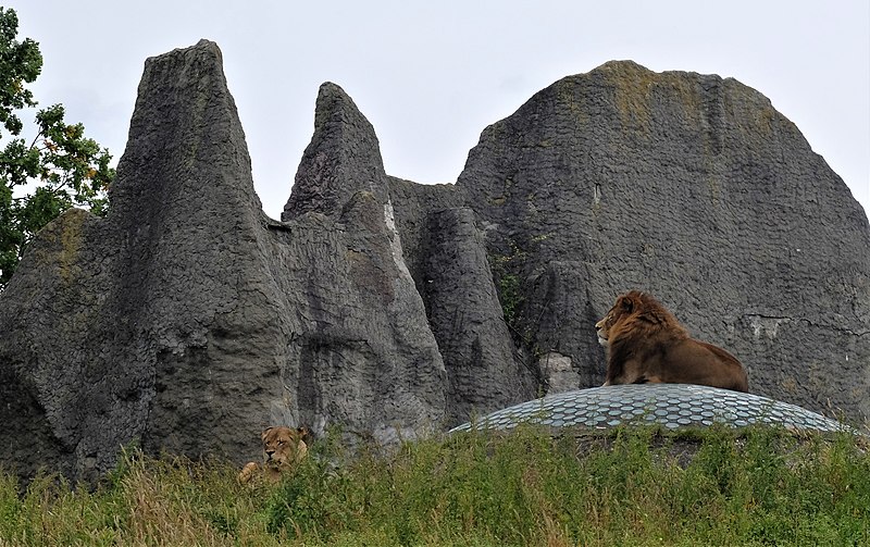 lions lwy warsaw zoo warszawskie zoo 17