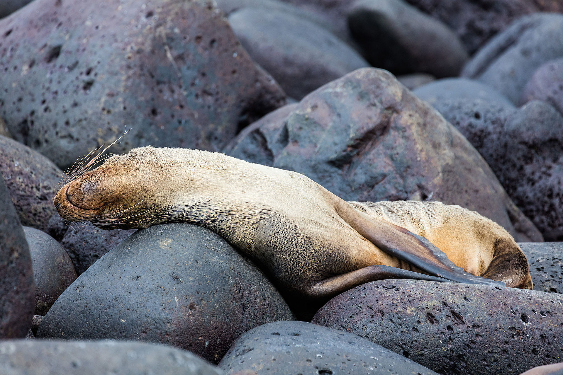 lobo marino zalophus californianus wollebaeki isla lobos islas galapagos ecuador 2015 07 25 dd 43