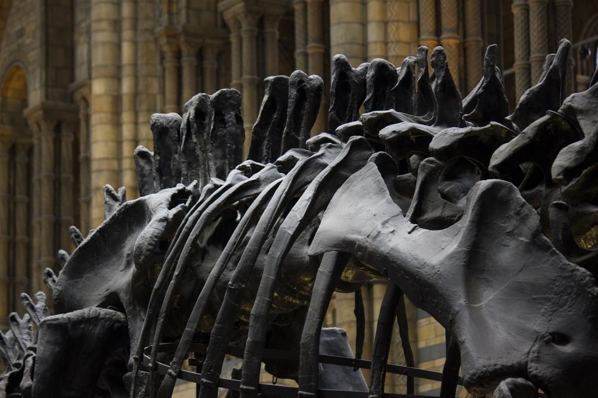 londra museo storia dinosauro