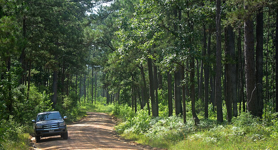 long leaf pine uplands big thicket national preserve polk county texas usa may 2020