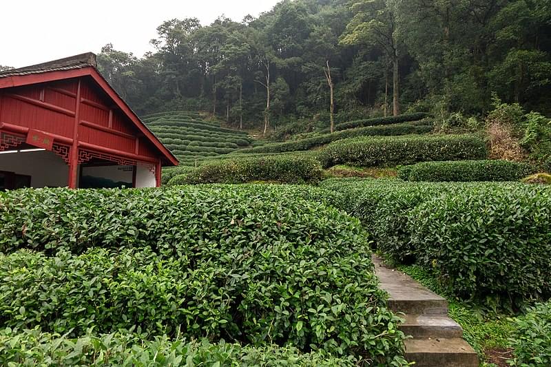 longjing tea field dragon well area meijiawu china 1