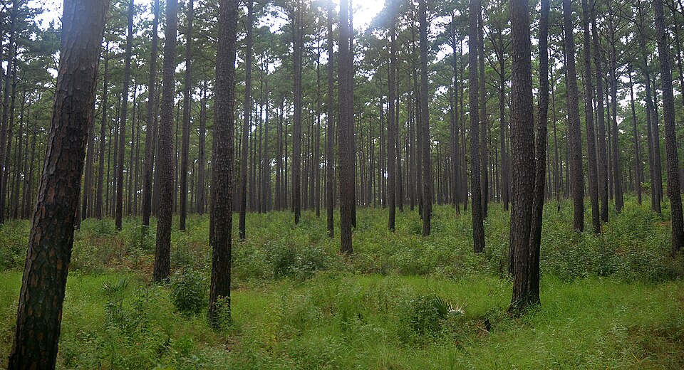 longleaf pine pinus palustris sam houston national forest walker county texas usa september 2020